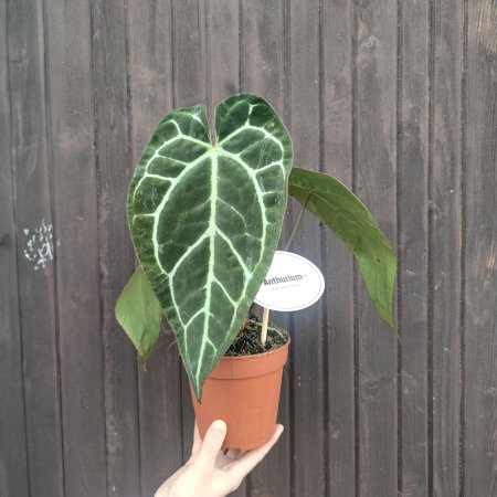 Antúria kryštálova (Anthurium crystallinum) - výška 20-30 cm, kont. C1,5L